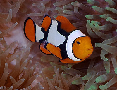 AMPHIPRION PERCULA